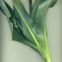 Img.VTax3550.ExN.Img9