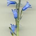 Img.VTax3557.ExN.Img4