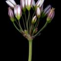 Img.VTax3587.ExN.Img8