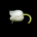 Img.VTax3588.ExN.Img10