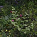 Img.VTax3590.ExN.Img6