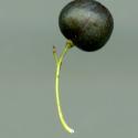 Img.VTax3592.ExN.Img3