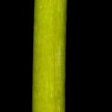 Img.VTax3592.ExN.Img7