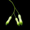 Img.VTax3592.ExN.Img9