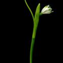Img.VTax3604.ExN.Img7