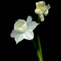 Img.VTax3610.ExN.Img4