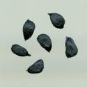 Img.VTax3613.ExN.Img8