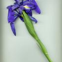 Img.VTax3619.ExN.Img2
