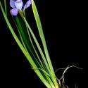 Img.VTax3630.ExN.Img2