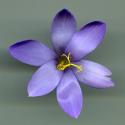 Img.VTax3633.ExN.Img6