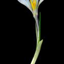 Img.VTax3635.ExN.Img12