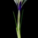 Img.VTax3635.ExN.Img8
