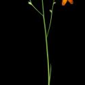 Img.VTax3645.ExN.Img11