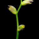 Img.VTax3645.ExN.Img7