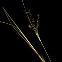 Img.VTax3658.ExN.Img2