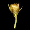 Img.VTax3662.ExN.Img2