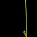 Img.VTax3662.ExN.Img5