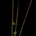 Img.VTax3662.ExN.Img9
