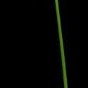Img.VTax3663.ExN.Img3