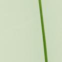 Img.VTax3663.ExN.Img5