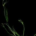 Img.VTax3669.ExN.Img6