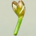 Img.VTax3672.ExN.Img3