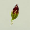 Img.VTax3674.ExN.Img5