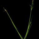 Img.VTax3674.ExN.Img6