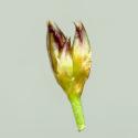 Img.VTax3674.ExN.Img9