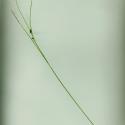 Img.VTax3675.ExN.Img2