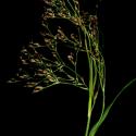 Img.VTax3685.ExN.Img1