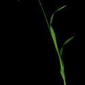 Img.VTax3685.ExN.Img3