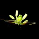 Img.VTax3692.ExN.Img8