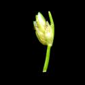 Img.VTax3700.ExN.Img3