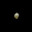 Img.VTax3701.ExN.Img2