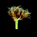 Img.VTax3704.ExN.Img6