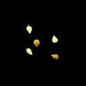 Img.VTax3706.ExN.Img3