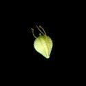 Img.VTax3706.ExN.Img5