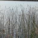 Img.VTax3707.ExN.Img2