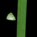 Img.VTax3707.ExN.Img7