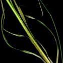 Img.VTax3707.ExN.Img8