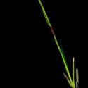 Img.VTax3708.ExN.Img7