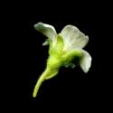 Img.VTax372.ExN.Img8