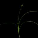 Img.VTax3740.ExN.Img8