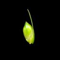 Img.VTax3740.ExN.Img9