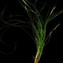 Img.VTax3741.ExN.Img1