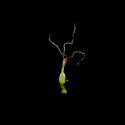 Img.VTax3741.ExN.Img8