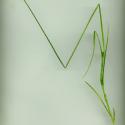 Img.VTax3751.ExN.Img6
