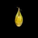 Img.VTax3751.ExN.Img8