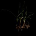Img.VTax3758.ExN.Img2
